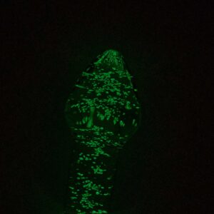 INTOYOU SHINING LINE Glow in the Dark Glass Butt Plug - Image 4